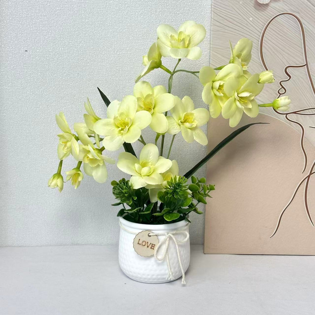 Decorative Orchid Plant Display