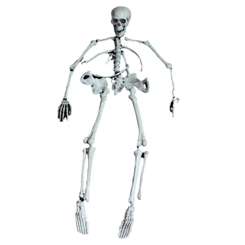 Anatomical Skeleton Model