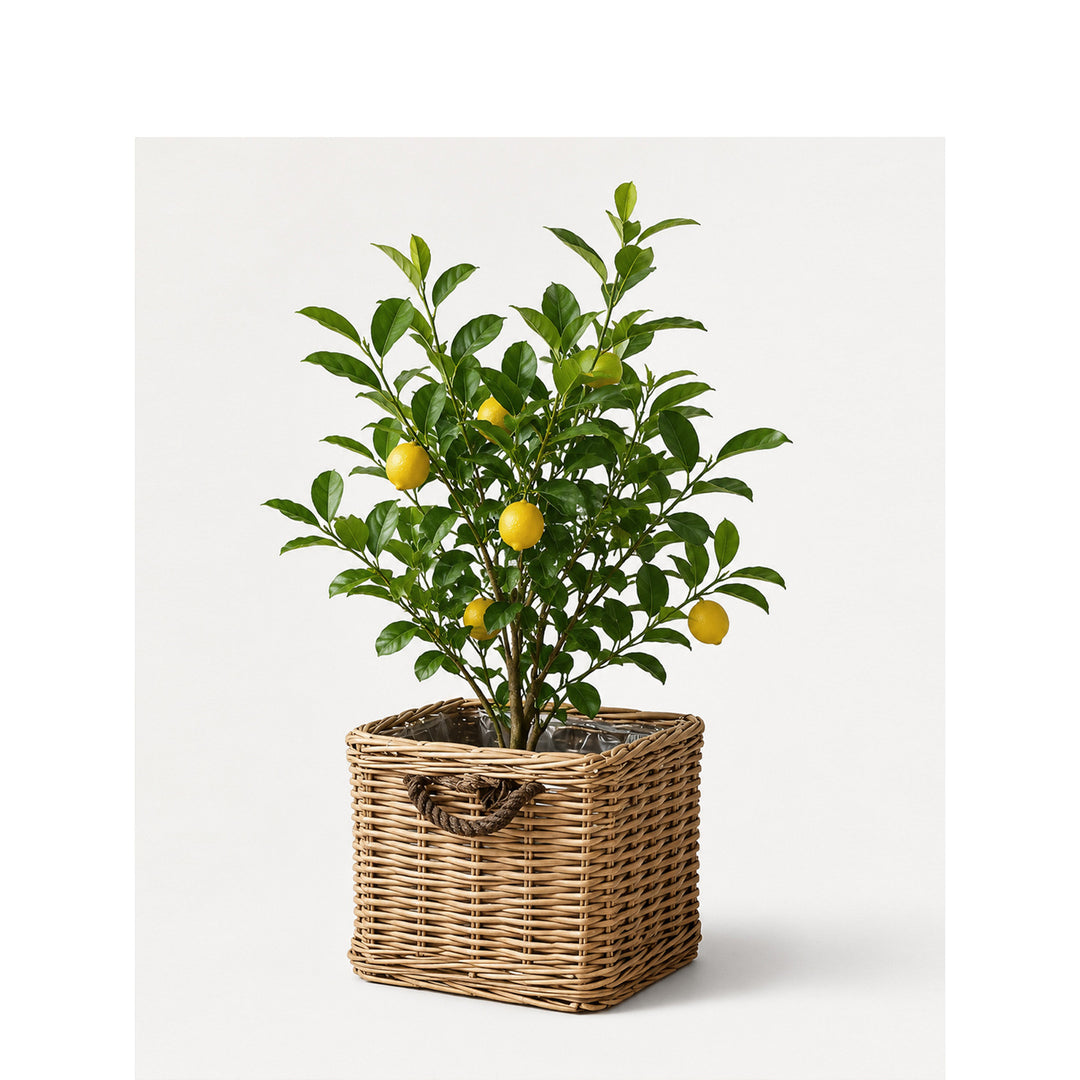 Robust storage basket with reinforced handles Kalsten