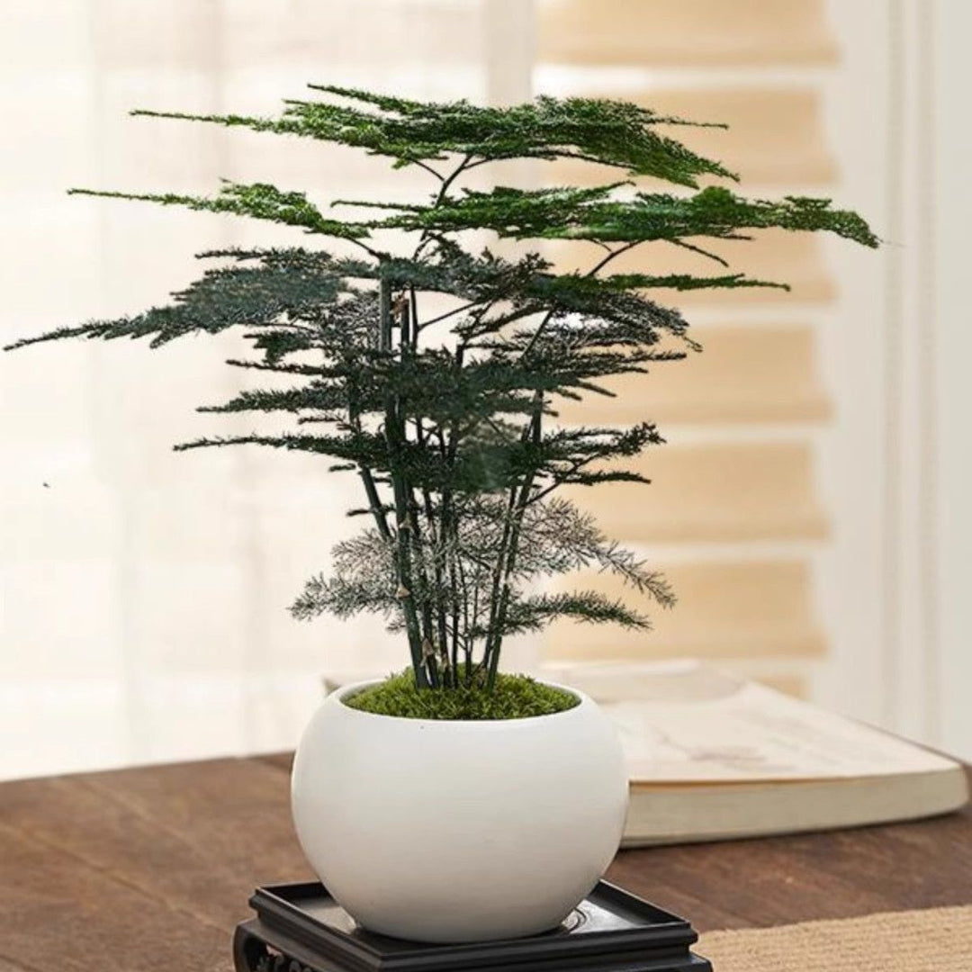 Miniature Bonsai Plant Decoration