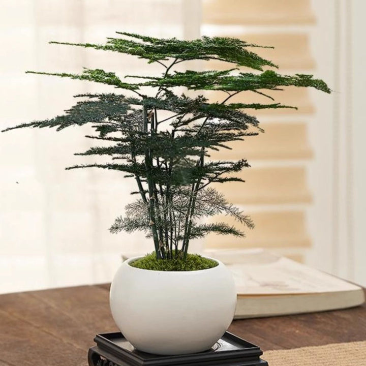 Miniature Bonsai Plant Decoration