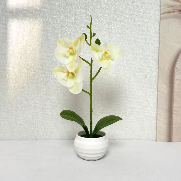Elegant Decorative Orchid Plant Arrangement for Home Decor