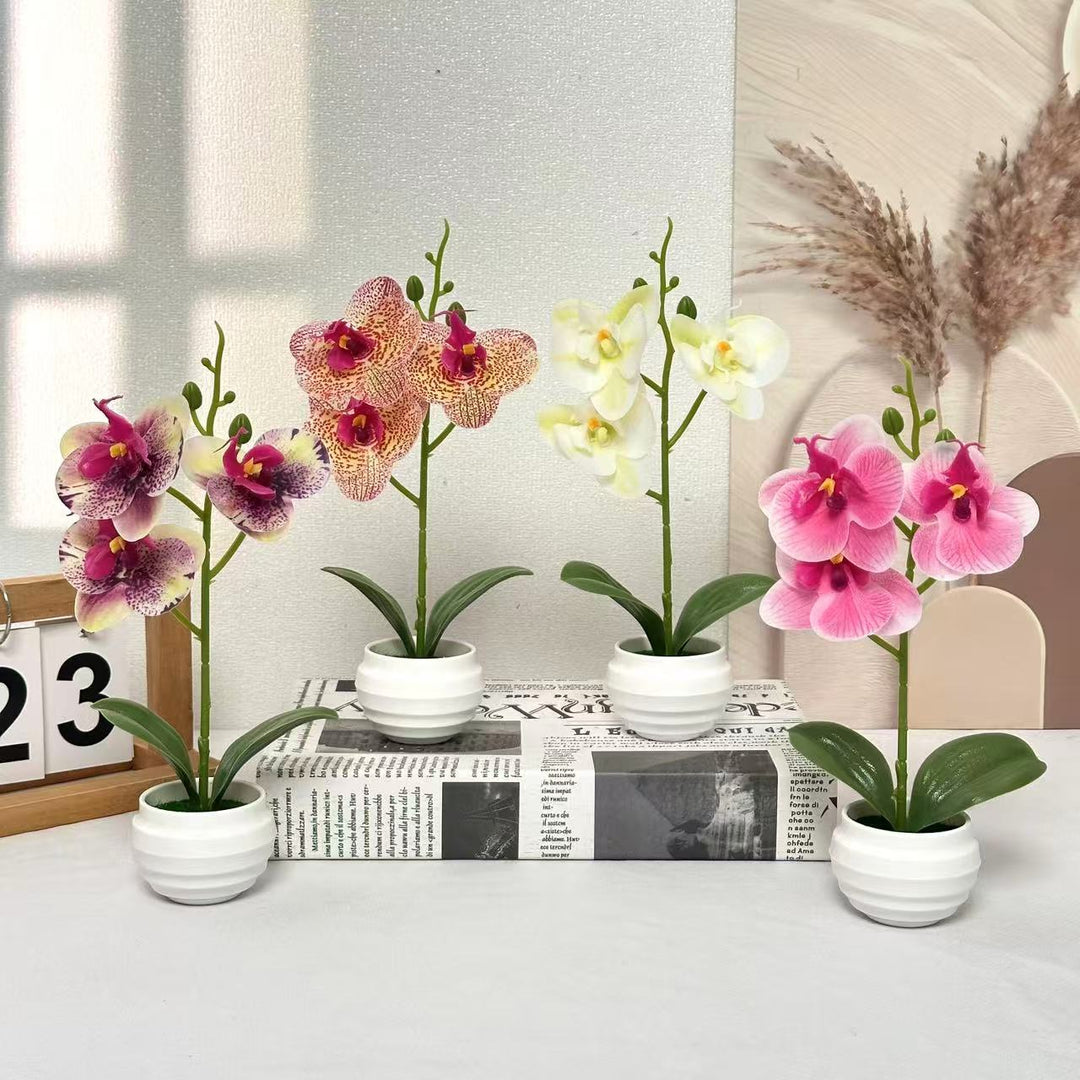 Elegant Decorative Orchid Plant Arrangement for Home Decor