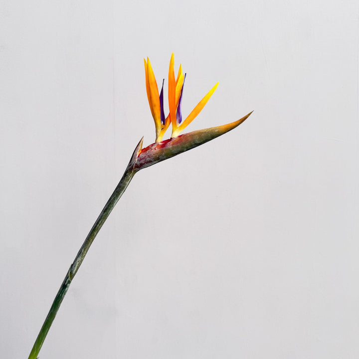 Decorative Flower Display