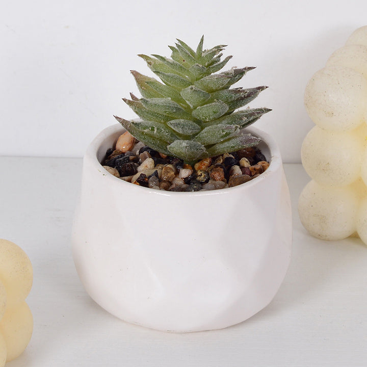 Decorative Succulent Plant Arrangement