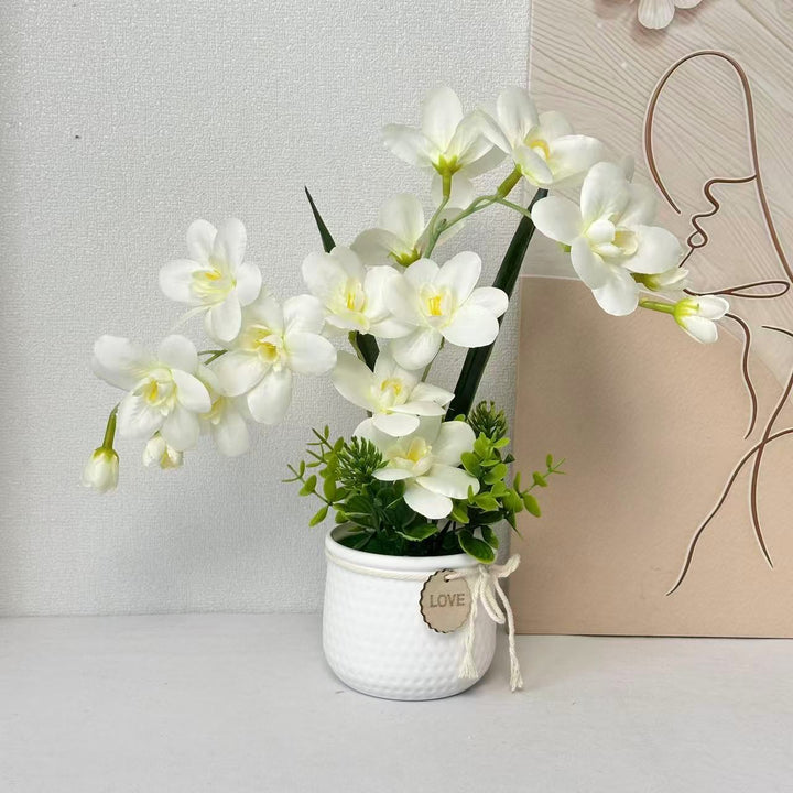 Decorative Orchid Plant Display