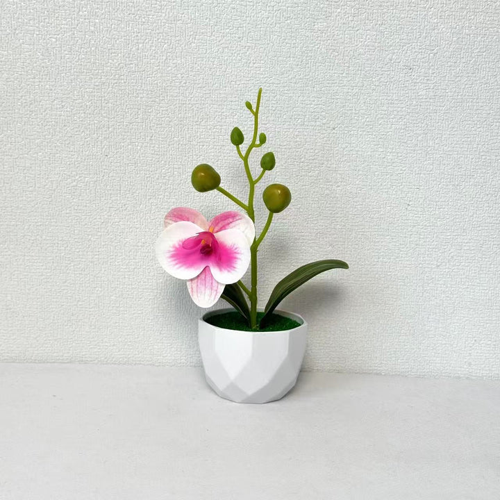 Orchid Plant Arrangement
