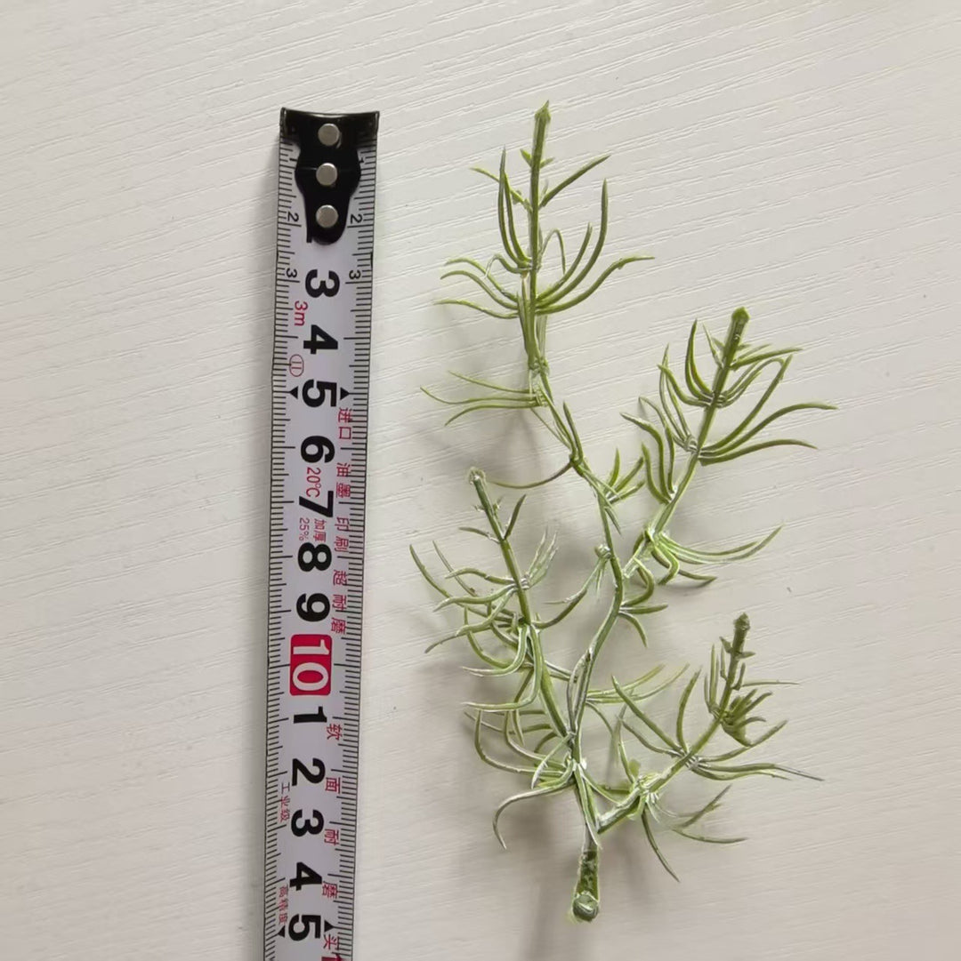 Decorative Air Plant
