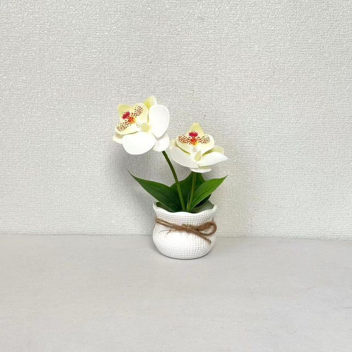 Decorative Potted Orchid Arrangement for Indoor Display
