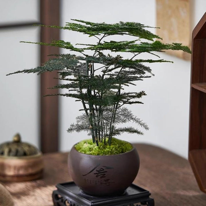 Miniature Bonsai Plant Decoration