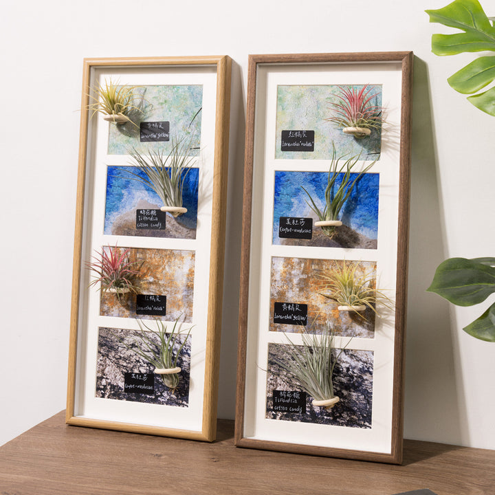 Wall Mounted Air Plant Frame for Home Decor