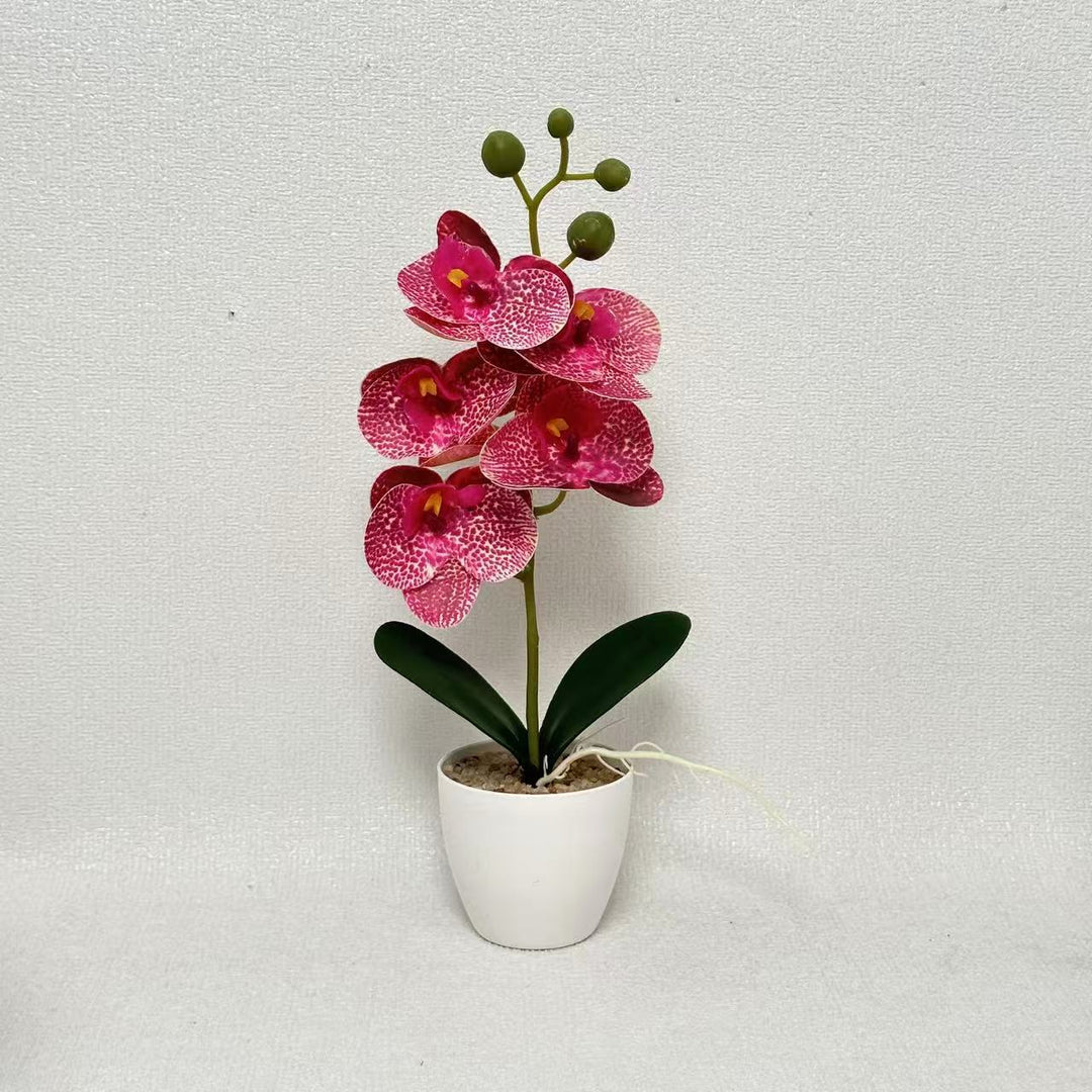 Elegant Decorative Orchid Plant for Indoor Home Decor