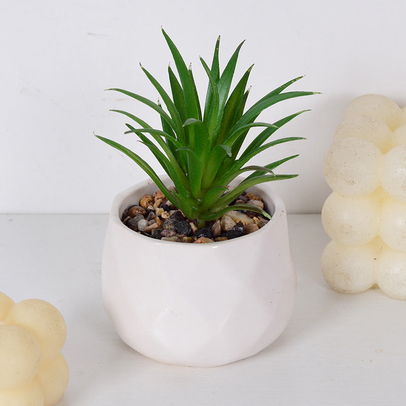 Decorative Succulent Plant Arrangement