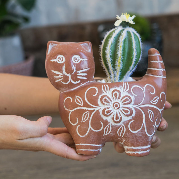 Decorative Plant Kalsten