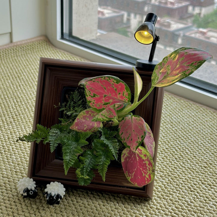 Decorative Plant