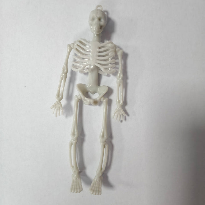 Miniature Anatomical Skeleton Kalsten