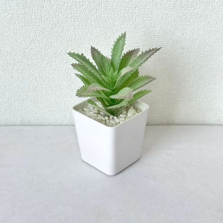 Succulent Plant Arrangement