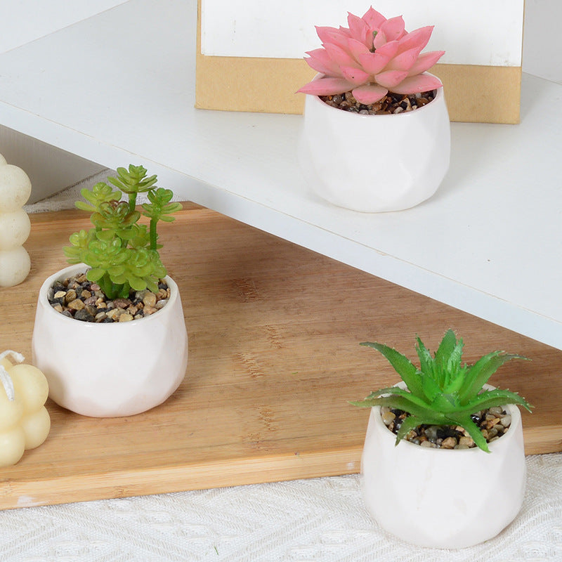 Decorative Succulent Plant Arrangement