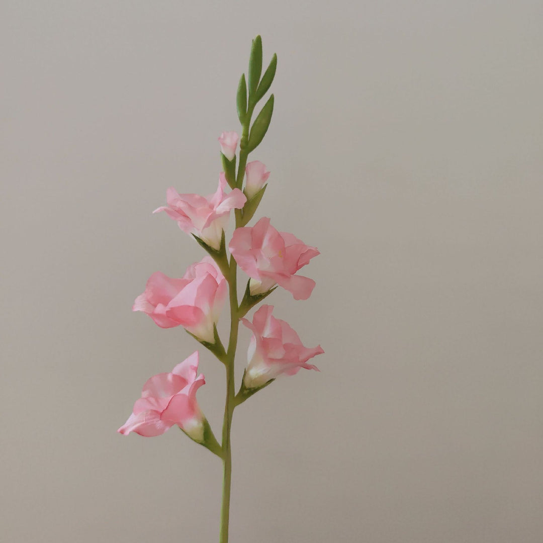 Orchid Floral Stem