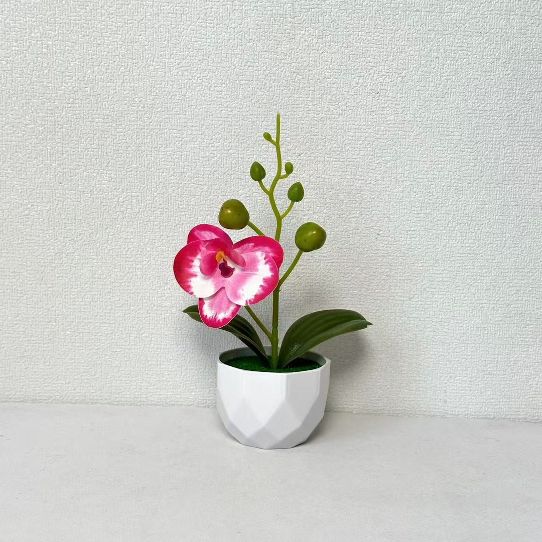Orchid Plant Arrangement