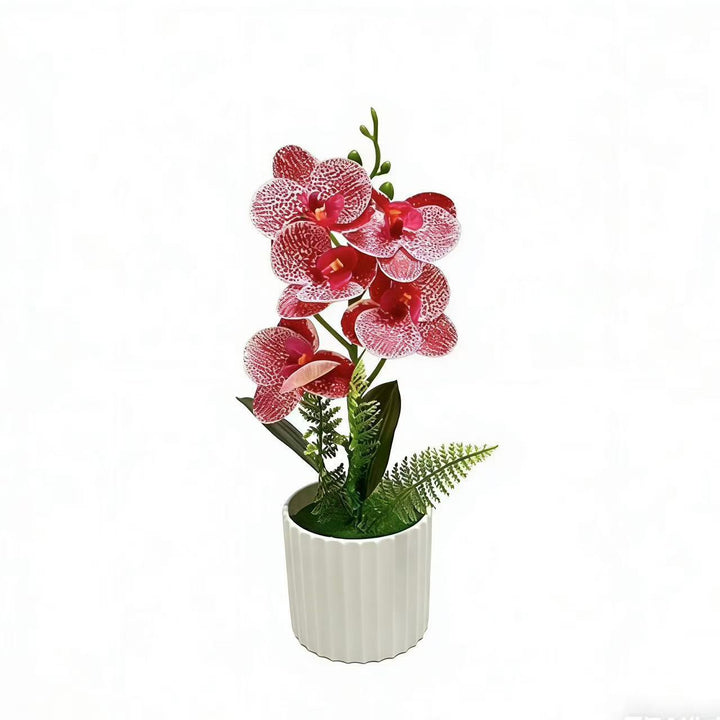 Decorative Orchid Plant Arrangement 1790480742 for Decor
