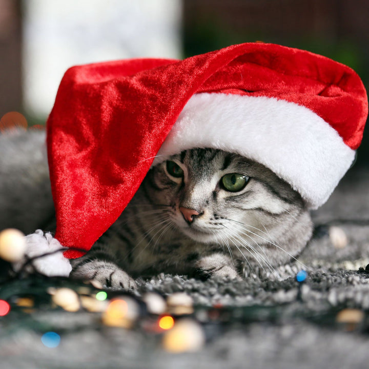 Santa hat for dogs