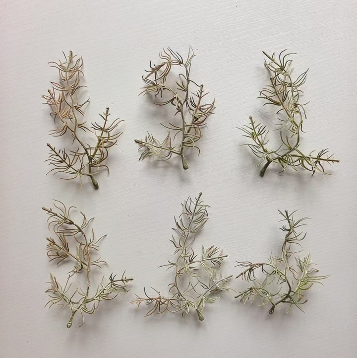 Decorative Air Plant