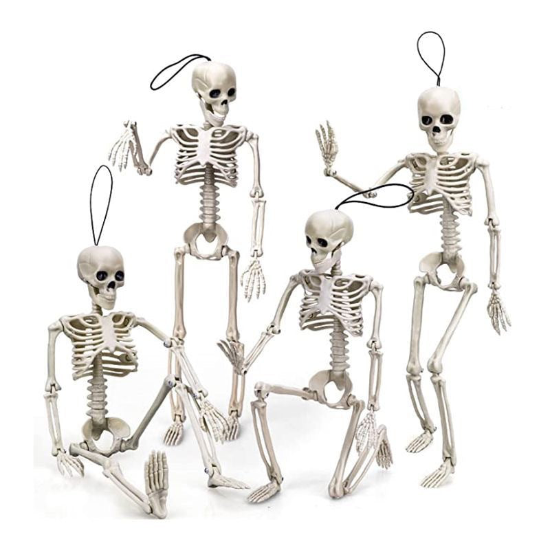 Anatomical skeleton model