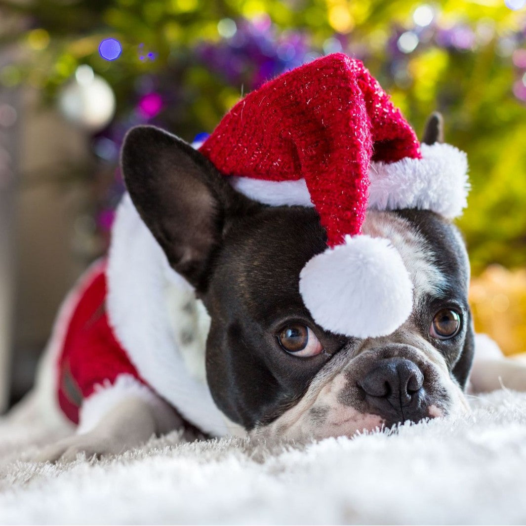 Santa hat for dogs
