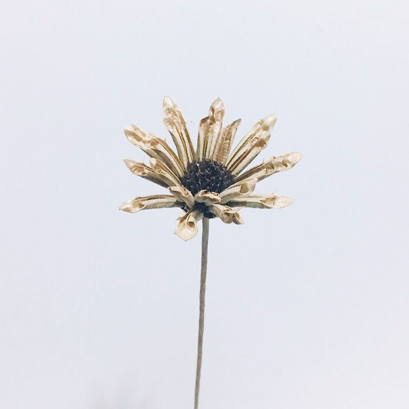 Natural Cotton Flower Stem