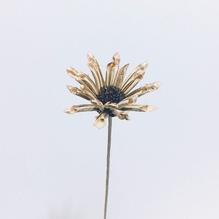 Natural Cotton Flower Stem