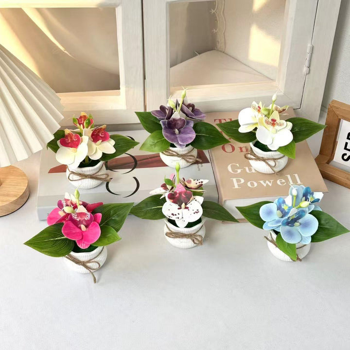 Decorative Miniature Orchid Arrangement