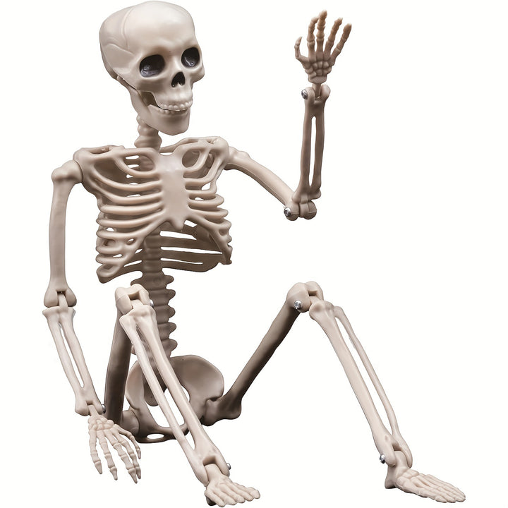 Anatomical Model