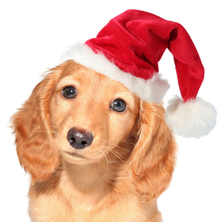 Santa hat for dogs