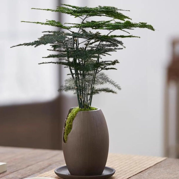 Miniature Bonsai Plant Decoration