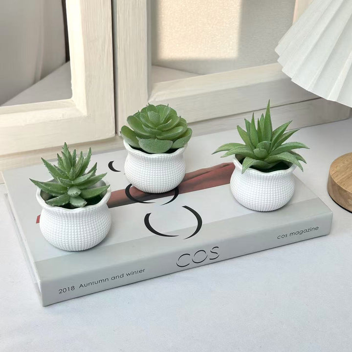Decorative Succulent Planter for Indoor Home Decor