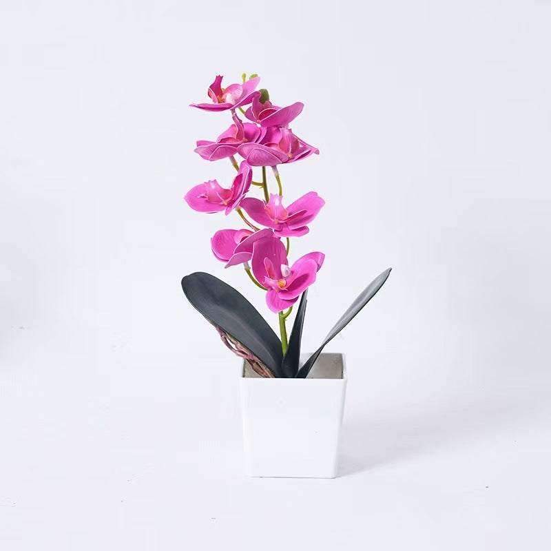 Elegant Orchid Plant Decoration
