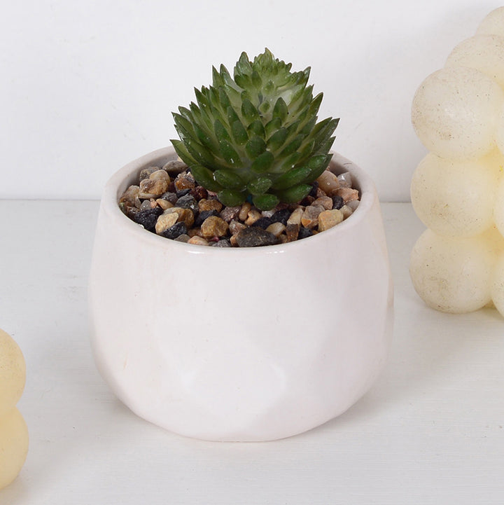 Decorative Succulent Plant Arrangement