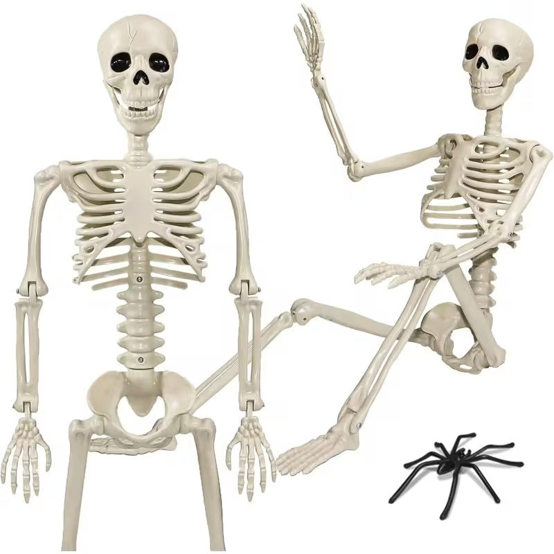 Anatomical teaching skeleton