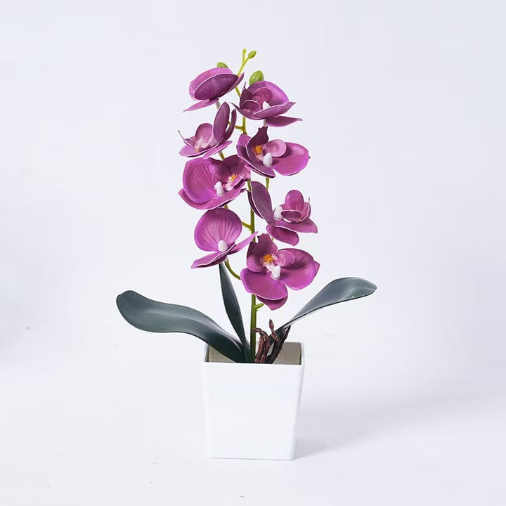 Elegant Orchid Plant Decoration