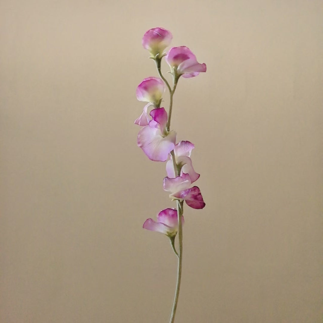 Elegant Silk Sweet Pea Stem