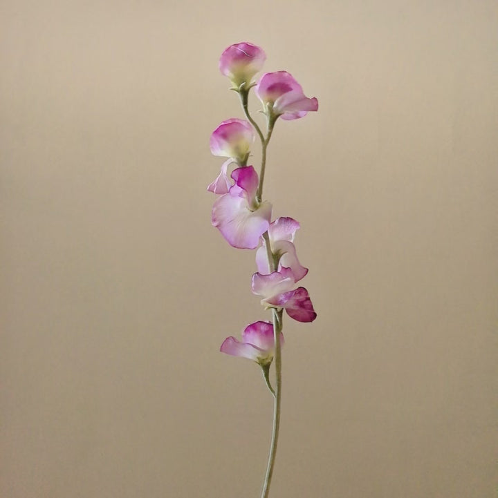 Elegant Silk Sweet Pea Stem