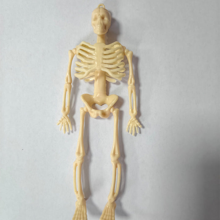 Miniature Anatomical Skeleton Kalsten