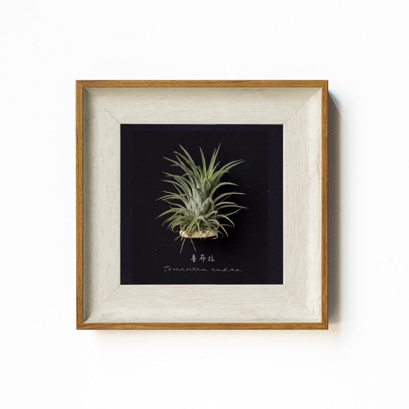 Artistic Plant Display Frame for Home Decor