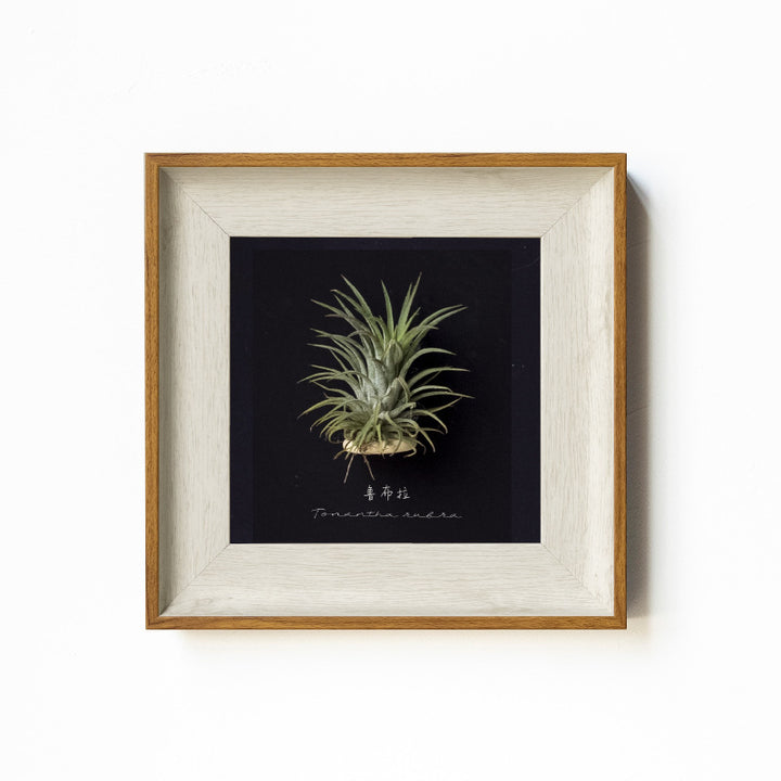 Artistic Plant Display Frame for Home Decor