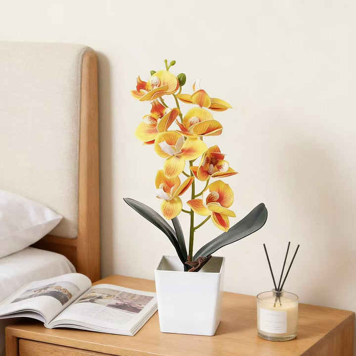 Elegant Orchid Plant Decoration