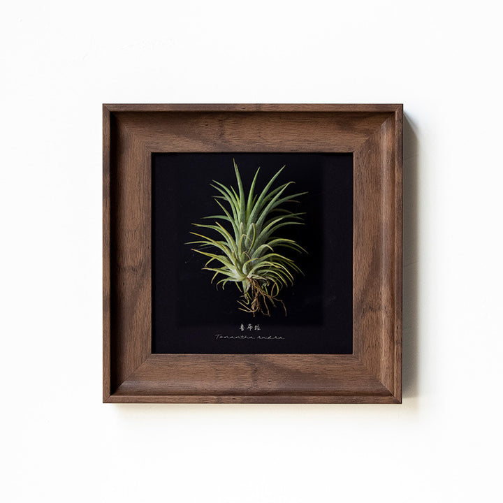 Artistic Plant Display Frame for Home Decor