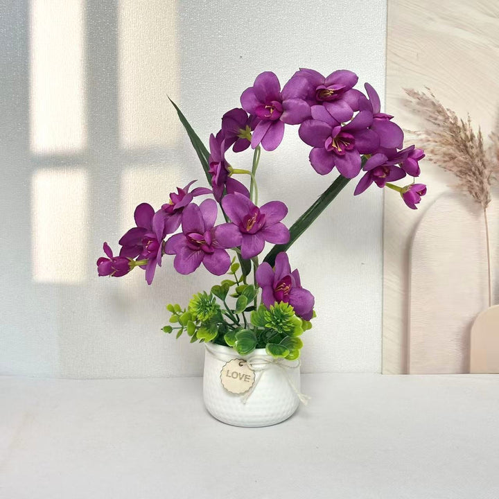 Decorative Orchid Plant Display