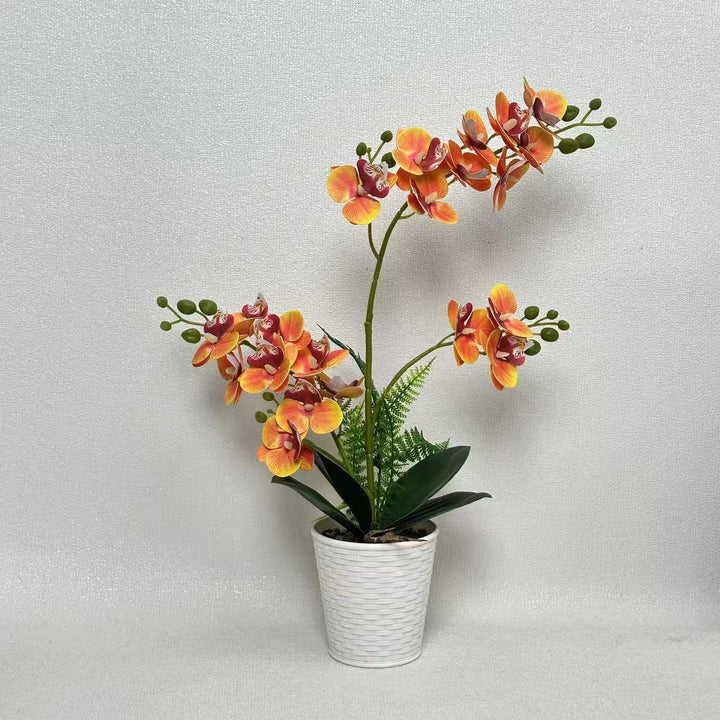 Elegant Decorative Orchid Plant Arrangement for Home Display