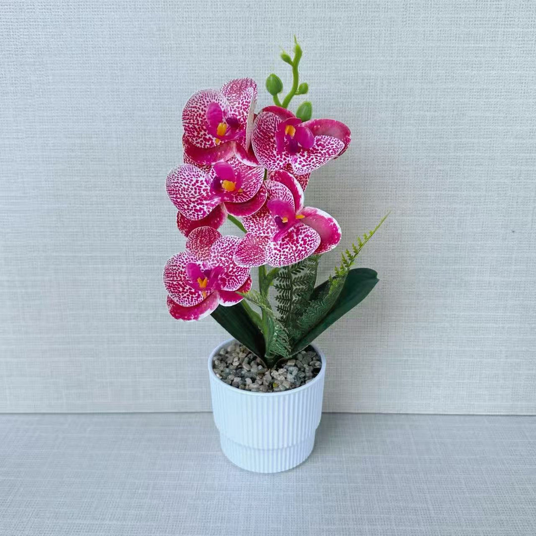 Exotic Orchid Plant Arrangement